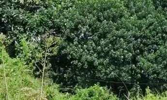 Imagem 2: Áreas à venda em rua pública, AGAMENON , Igarassu, PE