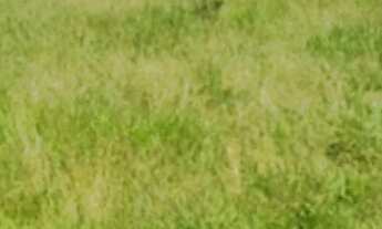 Imagem 4: Terreno Jardim Amazonas