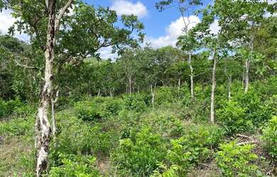 Imagem 2: Chácaras de 20mil cercada e com córrego no fundo em Cromínia!