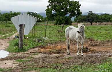 Imagem 5: Fazenda nova de 170 hectares, sendo 120ha de pasto - 70 km de Cuiabá, sentido Rondonópolis