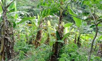 Imagem 2: Venda de um sítio Frutifero Produtivo Localizado em Pacoti-Ceara