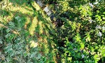 Imagem 7: Vendo casa em constantina 728m2 de terreno