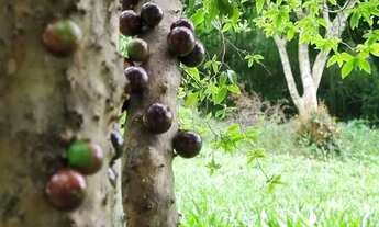 Imagem 5: Vendo chalé, Casa de campo. Chácara sitio terreno itu