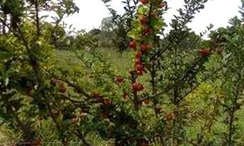 Imagem: Vendo Mini chácara 3 mil metros no Vale