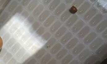 Imagem 4: Aluga-se quarto com banheiro para mulher