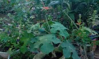 Imagem: Vendo casa com 2 terrenos ao lado