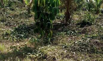 Imagem 7: Vendo Chácara com venda por R$40.000