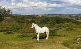 Imagem 6: FO Avalio Automóvel Como Forma De Pagamento em Loteamentos