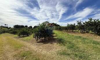 Imagem 3: Sitio de 66.000m2 em alta produção de limão