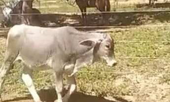 Imagem 7: Fazendinha Com Água de rio Em Abundância Próximo Jequitaí 249.998.00