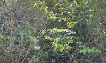 Imagem 5: Loteamento Bosque das Araucárias - Linha Imperial