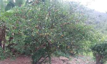 Imagem 7: Linda fazenda no Vale do Mucuri - MG