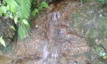 Imagem 4: Terreno com 30000m² reflorestados