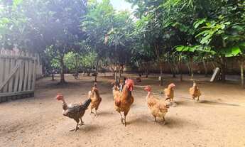 Imagem 4: Vendo sitio ou troco