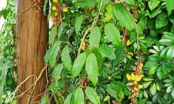 Imagem 5: Fazenda/Sítio/Chácara para venda com 400 metros quadrados com 3 quartos