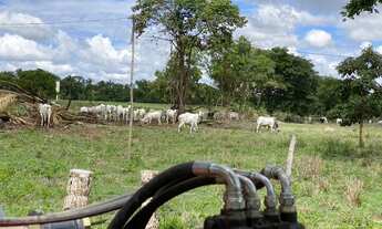 Imagem 3: Fazenda nova de 170 hectares, sendo 120ha de pasto - 70 km de Cuiabá, sentido Rondonópolis