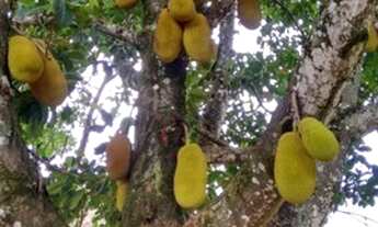 Imagem 6: Vendo em Planaltina GO