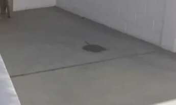 Imagem 4: Aluguel de galpao