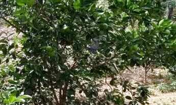 Imagem 2: Terreno com água e energia,5 hectares,28 km Major Prates!!Permuta por casa!!