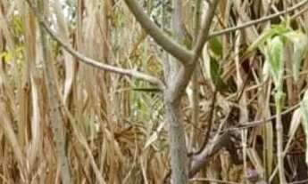 Imagem 2: Sitio 5,5 Alqueires[27 Hectares) 43 km major prates..energia Eletrica,Agua De Nascente