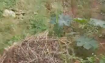 Imagem 3: Terreno na vila de Fátima