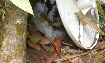 Imagem 3: Vendo maravilhoso sitio, 125m x 100m, ramal do pau rosa, Am