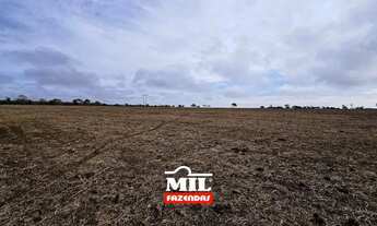 Imagem 5: FAZENDINHA PRODUTIVA COM 11 ALQUEIRES PROXIMO A GOIANIA