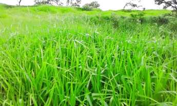 Imagem 3: Fazenda Cocalzinho de Goias com 159