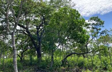 Imagem 3: Chácaras de 20mil mt com córrego em Cromínia!