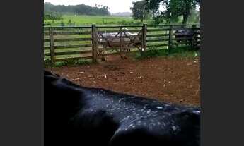 Imagem 2: Fazendinha!!!2 Poços Artesiano/Curral/Área Total 76 Hectares!!!