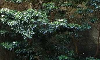 Imagem 5: Apartamento para venda tem 113 metros quadrados com 3 quartos em Boa Viagem - Recife - PE