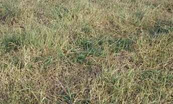 Imagem: Fazenda para venda com 98 alqueires em Barra