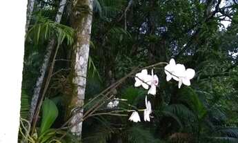 Imagem 5: CHACARA RURAL em Miracatu - SP, Engenho
