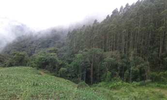 Imagem 7: Terreno com 30000m² reflorestados