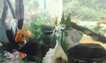 Imagem 7: Apto/Loft, 03 quartos, Deck, Pé direito 6 metros no centro de Colatina