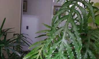 Imagem 3: Casa Sobrado em Vila Nair - São Paulo