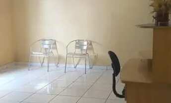 Imagem 4: Alugo Apartamento 2/4 Mobiliado, Residencial Vila Roseira augusto montenegro