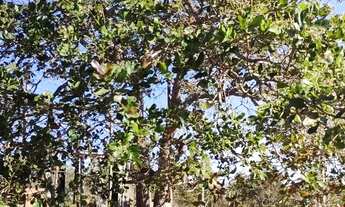 Imagem 3: Chácara em Aparecida