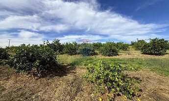 Imagem 4: Sitio de 66.000m2 em alta produção de limão