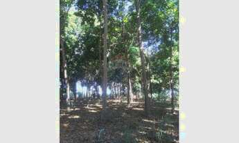 Imagem 3: Lotes de 5 hectares com plantação de mogno africano a ser negociado a parte , há mais de 1