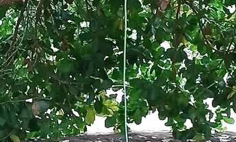 Imagem 3: Baixei para vender logo