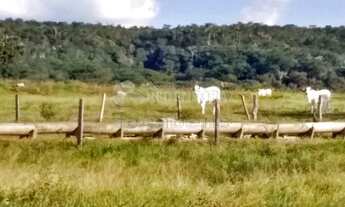 Imagem: Fazenda GOIAS - Caiaponia