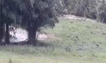 Imagem 4: Área de Terra à venda em Área Rural de Monte Mor, Monte Mor - SP