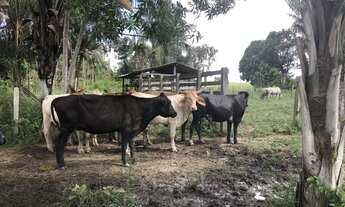 Imagem 5: Lote na vicinal 9 abaixo do preço de mercado