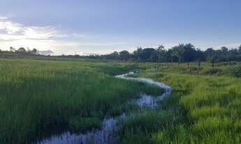 Imagem 2: Fazenda com 280 hectares em Rorainópolis/RR, ler descrição do anuncio