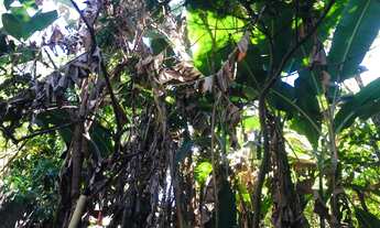 Imagem 7: Chácara para venda em caldas setor mansões pego 50% de permuta