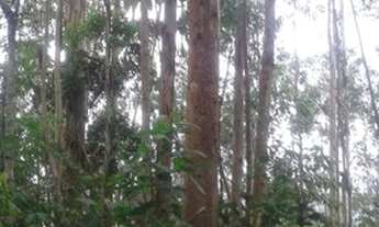 Imagem 6: Terreno com 30000m² reflorestados