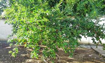 Imagem 4: Casa para venda com 300 metros quadrados com 5 quartos em Campo Grande - Rio de Janeiro