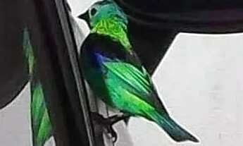 Imagem 2: Ubatuba suítes com cozinha