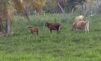 Imagem 3: VENDO FAZENDA NA CIDADE DE TOUROS
